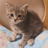 マンチカン(長足)【大阪府・女の子・2025年2月18日・ブルータビー】の写真9