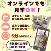 ミヌエット(長足)【静岡県・女の子・2025年10月19日・クリーム系/ブラウン系】の写真13「遠方の方はオンライン見学もOK✨簡単に今のネコちゃんの様子を見れます😸💖」
