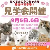 ペルシャ【静岡県・男の子・2026年4月18日・ホワイト系/ブルー・シルバー系】の写真2「😽9月5日.6日開催✨複数頭のネコちゃんに会える見学会😸🫧」
