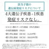ノルウェージャンフォレストキャット【静岡県・女の子・2026年4月6日・ホワイト系/ブルー・シルバー系】の写真6「4大遺伝子疾患＋1疾患🧬 検査済み🍀発症症リスクなし🔒 安心して迎えられる子猫です🐱💖」