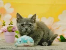 マンチカン(長足)【静岡県・女の子・2026年4月13日・ブルー・シルバー系】の写真5「🍥当日見学もOK🍥気になる子にはすぐに会いに来てください💕」