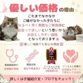 アメリカンショートヘア【静岡県・男の子・2026年2月19日・ホワイト系】の写真8「優しい価格でも安心してお迎えいただけます🙂‍↕️」