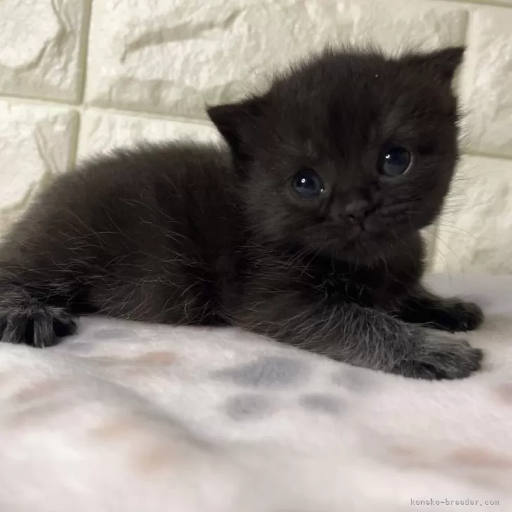 ID:2403-00853の子猫