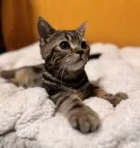 スコティッシュフォールド(立ち耳)【北海道・男の子・2024年5月3日・ブラウンクラシックタビー】の写真2