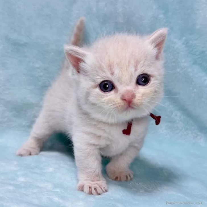 ID：2506-01139の子猫