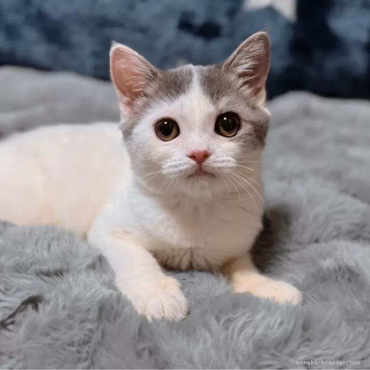 スコティッシュフォールド(立ち耳)【北海道・男の子・2025年5月6日・ブルータビー&ホワイト】の写真1
