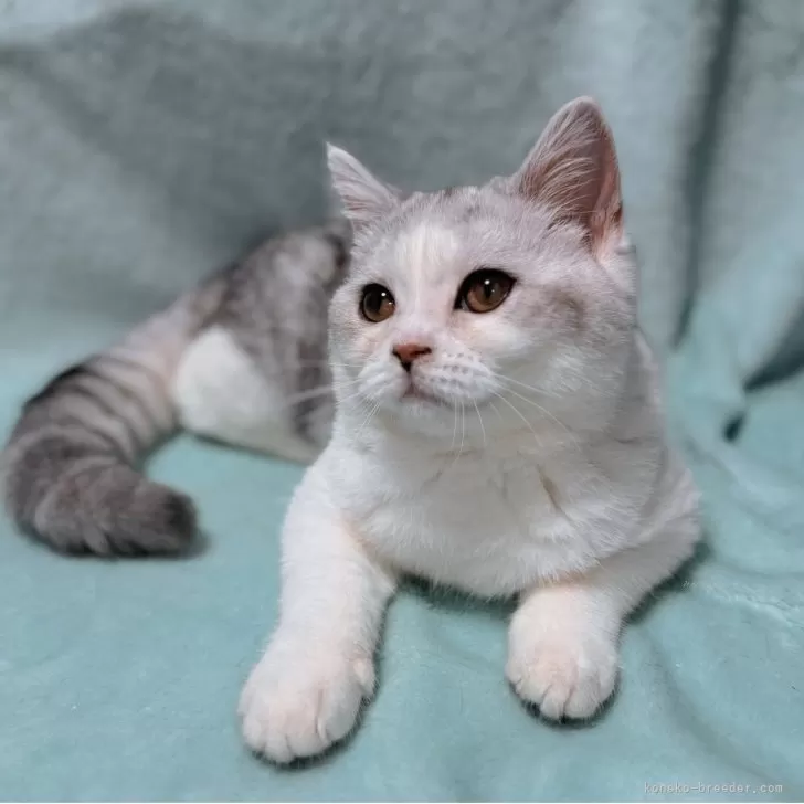 ID：2603-00722の子猫