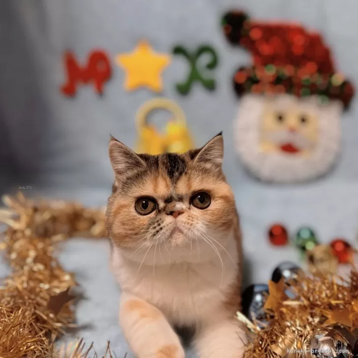 ID:2409-00537の子猫