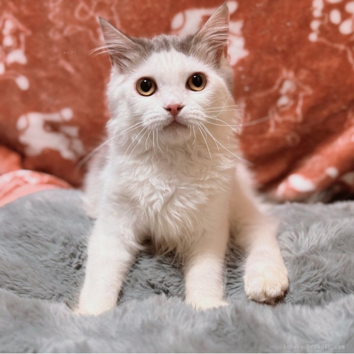 ブリーダー画像