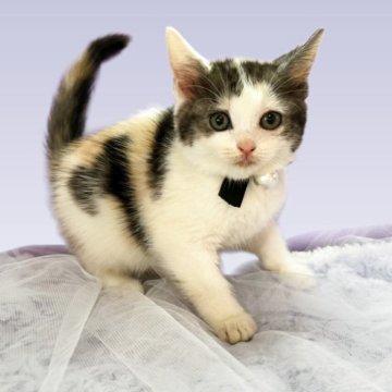 マンチカン(長足)【北海道・女の子・2025年9月11日・キャリコ】の写真「おめめくりくりガール🥰」