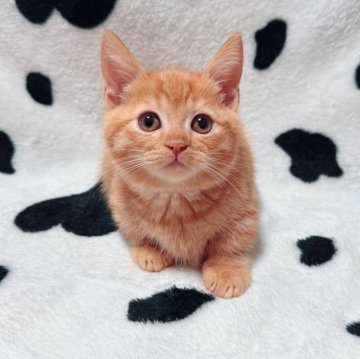 マンチカン(短足)【北海道・女の子・2025年9月11日・レッドタビー】の写真「まんまる顔の短足ちゃん︎💕︎
即日お渡し可能‼️」