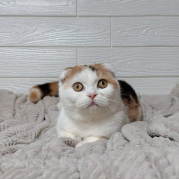 スコティッシュフォールド(折れ耳)【北海道・女の子・2024年8月7日・キャリコ】の写真「即日お渡し可能です‼️」