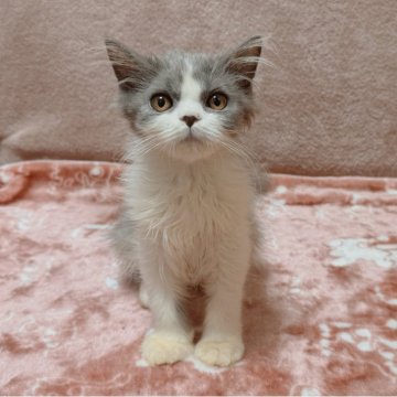 マンチカン(長足)【北海道・男の子・2025年5月11日・ブルータビー&ホワイト】の写真「きゅるきゅるおめめのイケメンくん❤️」