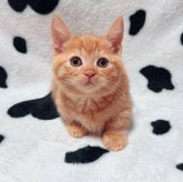 マンチカン(短足)