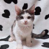 マンチカン(長足)