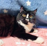 スコティッシュフォールド(立ち耳)