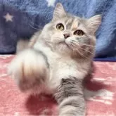 スコティッシュフォールド(立ち耳)【北海道・女の子・2025年3月31日・ダイリュートキャリコ】の写真2