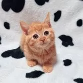 マンチカン(短足)【北海道・女の子・2025年9月11日・レッドタビー】の写真2