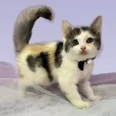 マンチカン(長足)【北海道・女の子・2025年9月11日・キャリコ】の写真2