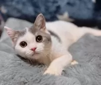 スコティッシュフォールド(立ち耳)【北海道・男の子・2025年5月6日・ブルータビー&ホワイト】の写真2