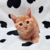 マンチカン(短足)【北海道・女の子・2025年9月11日・レッドタビー】の写真3