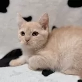 マンチカン(長足)【北海道・女の子・2025年9月11日・クリームタビー】の写真3