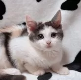 マンチカン(長足)【北海道・女の子・2025年9月11日・キャリコ】の写真3