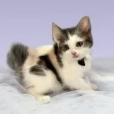 マンチカン(長足)【北海道・女の子・2025年9月11日・キャリコ】の写真3