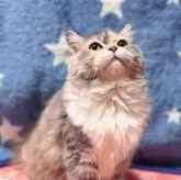 スコティッシュフォールド(立ち耳)【北海道・女の子・2025年3月31日・ダイリュートキャリコ】の写真4