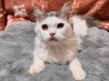 スコティッシュフォールド(立ち耳)【北海道・男の子・2025年3月31日・ブルータビー&ホワイト】の写真4