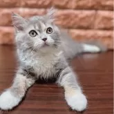 スコティッシュフォールド(立ち耳)【北海道・女の子・2025年3月31日・ダイリュートキャリコ】の写真4