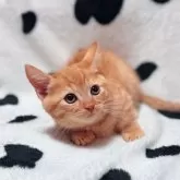 マンチカン(短足)【北海道・女の子・2025年9月11日・レッドタビー】の写真4