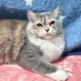 スコティッシュフォールド(立ち耳)【北海道・女の子・2025年3月31日・ダイリュートキャリコ】の写真5