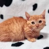 マンチカン(短足)【北海道・女の子・2025年9月11日・レッドタビー】の写真5