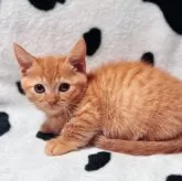 マンチカン(短足)【北海道・女の子・2025年9月11日・レッドタビー】の写真6