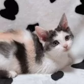 マンチカン(長足)【北海道・女の子・2025年9月11日・キャリコ】の写真6