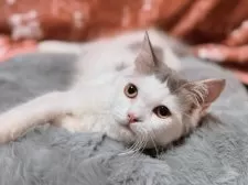 スコティッシュフォールド(立ち耳)【北海道・男の子・2025年3月31日・ブルータビー&ホワイト】の写真7