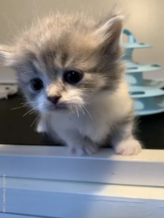 ID：2109-02773の子猫