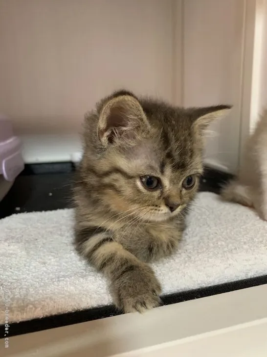 ID：2106-00825の子猫