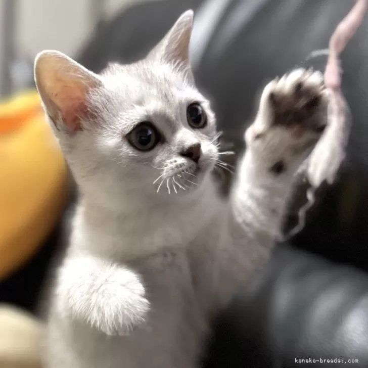 ID：2407-01884の子猫