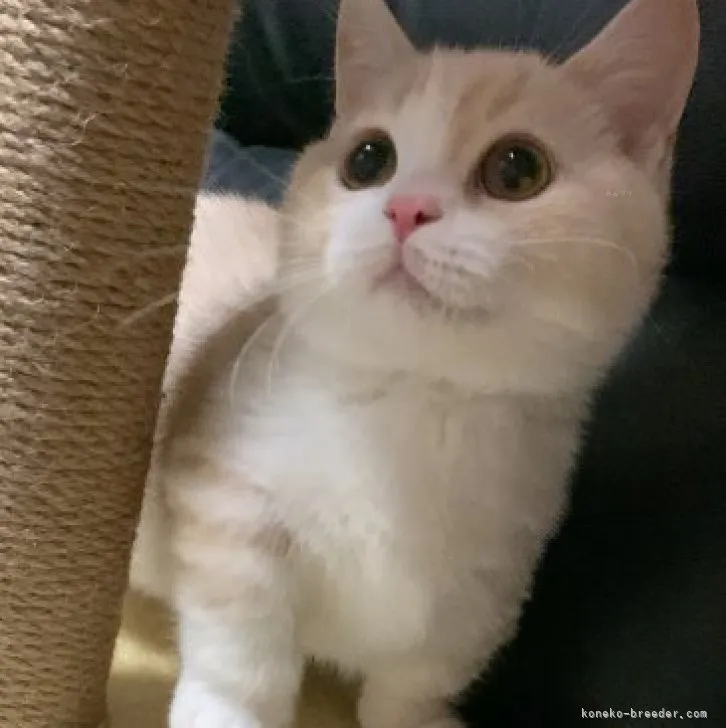 ID：2309-02311の子猫