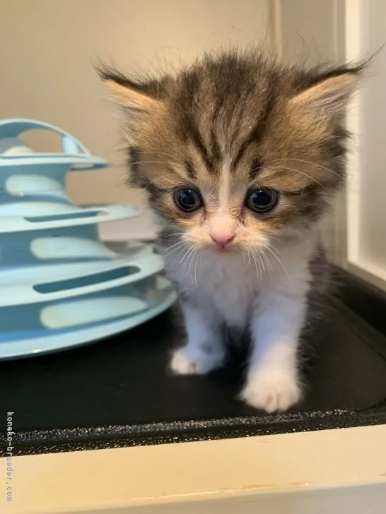 ID:2109-02766の子猫