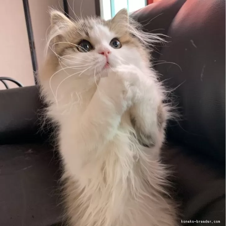ID:2311-02371の子猫