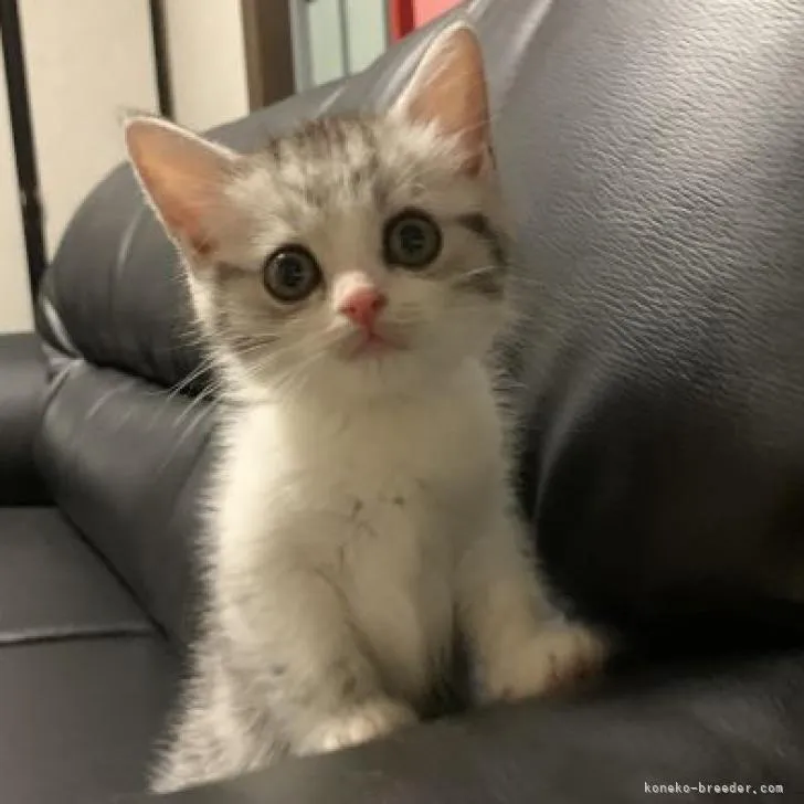 ID:2206-01915の子猫