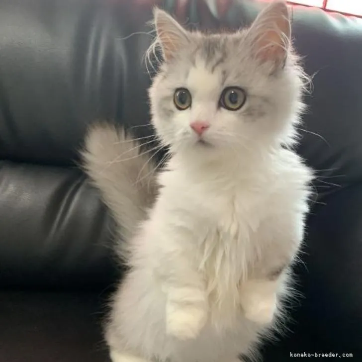 ID：2205-02336の子猫