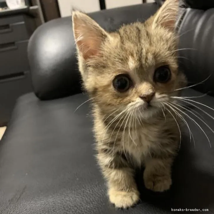 ID：2207-01528の子猫