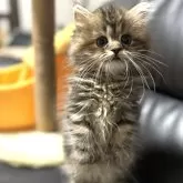 ミヌエット(短足)【埼玉県・女の子・2024年5月21日・ブラウンパッチドタビー】の写真1