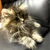 ミヌエット(短足)【埼玉県・女の子・2024年5月21日・ブラウンパッチドタビー】の写真3