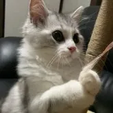 ミヌエット(長足)【埼玉県・男の子・2023年7月25日・シルバータビー&ホワイト】の写真4