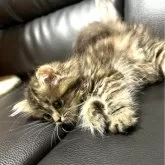 ミヌエット(短足)【埼玉県・女の子・2024年5月21日・ブラウンパッチドタビー】の写真4